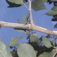 Strobilanthes nockii Trimen