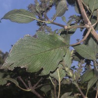 Strobilanthes nockii Trimen