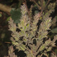 Strobilanthes nockii Trimen