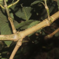 Strobilanthes nockii Trimen