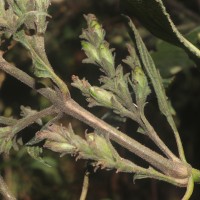 Strobilanthes nockii Trimen