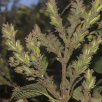 Strobilanthes nockii Trimen
