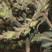 Strobilanthes nockii Trimen