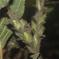 Strobilanthes nockii Trimen