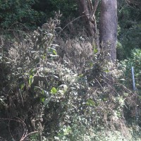 Strobilanthes nockii Trimen