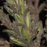 Strobilanthes nockii Trimen