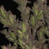 Strobilanthes nockii Trimen