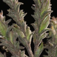 Strobilanthes nockii Trimen