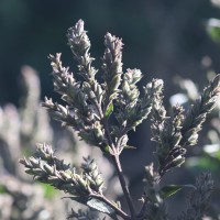 Strobilanthes nockii Trimen