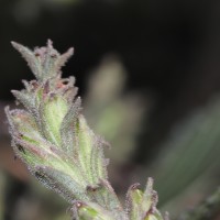 Strobilanthes nockii Trimen