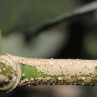 Strobilanthes nockii Trimen