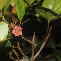 Euonymus revolutus Wight