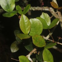 Euonymus revolutus Wight