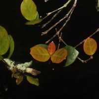 Euonymus revolutus Wight
