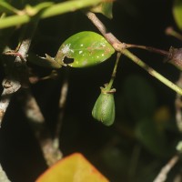 Euonymus revolutus Wight