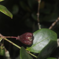 Euonymus revolutus Wight