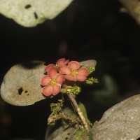 Euonymus revolutus Wight