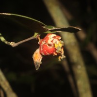 Euonymus revolutus Wight