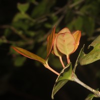 Euonymus revolutus Wight