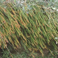 Oleandra musifolia  (Blume) C.Presl