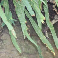 Oleandra musifolia  (Blume) C.Presl