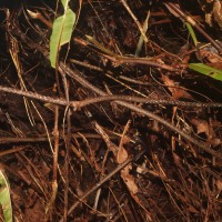 Oleandra musifolia  (Blume) C.Presl