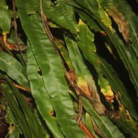 Oleandra musifolia  (Blume) C.Presl