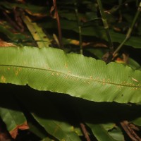Oleandra musifolia  (Blume) C.Presl