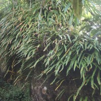 Oleandra musifolia  (Blume) C.Presl