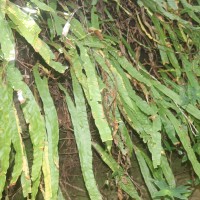 Oleandra musifolia  (Blume) C.Presl