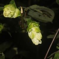 Strobilanthes calycina Nees