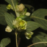 Strobilanthes calycina Nees