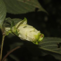 Strobilanthes calycina Nees