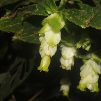 Strobilanthes calycina Nees