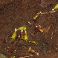Strobilanthes calycina Nees