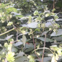 Strobilanthes calycina Nees