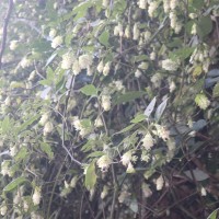 Strobilanthes calycina Nees