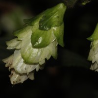 Strobilanthes calycina Nees