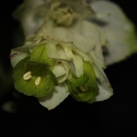 Strobilanthes calycina Nees