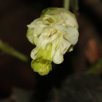 Strobilanthes calycina Nees