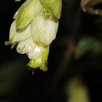 Strobilanthes calycina Nees