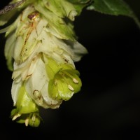 Strobilanthes calycina Nees