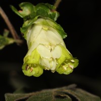 Strobilanthes calycina Nees