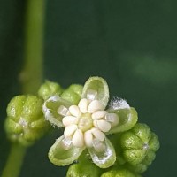 Trema orientale (L.) Blume