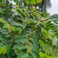 Phyllanthus vitis-idaea (Burm.f.) J.Koenig ex Roxb.