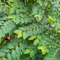 Phyllanthus vitis-idaea (Burm.f.) J.Koenig ex Roxb.