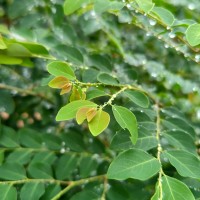 Phyllanthus vitis-idaea (Burm.f.) J.Koenig ex Roxb.
