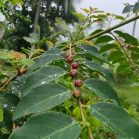 Phyllanthus vitis-idaea (Burm.f.) J.Koenig ex Roxb.