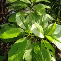 Ceodes grandis (R.Br.) D.Q.Lu