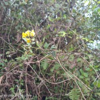 Crotalaria walkeri Arn.